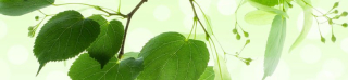 Vliesová fototapeta na linku Green Leaves 260 x 60 cm KI260-010