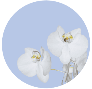 Samolepicí fototapeta CR3300 Orchid on Blue 140 x 140 cm