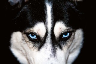 Vliesová fototapeta MS-5-0426 Husky - 375 x 250 cm