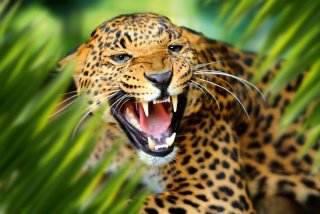 Vliesová fototapeta MS-5-0550 Leopard - 375 x 250 cm