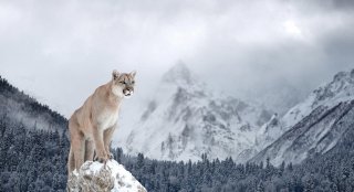 Vliesová fototapeta MS-5-0621 Puma v horách - 375 x 250 cm